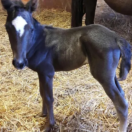 Au Fer à Cheval Maison d'hôtes 3*