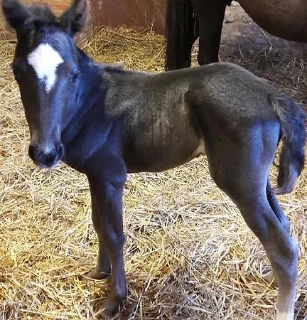 Pensjonat Au Fer A Cheval