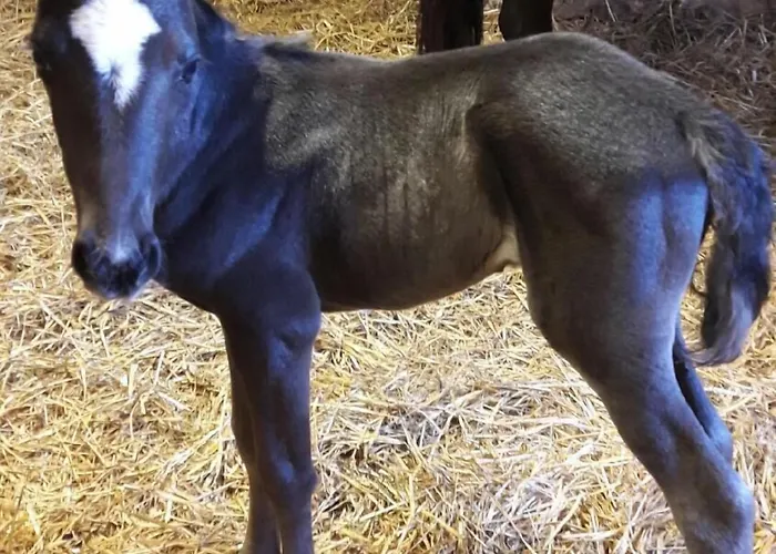 Au Fer A Cheval Gasthof 3*